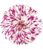 Juju hat Cameroun fuchsia et blanc